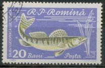 [Fish, տեսակ BTQ]