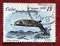 [Marine Mammals, тип DBA]