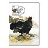 [Birds - Hunting, Tip AIQ]