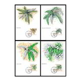 [Ferns, type AKL]