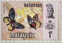 [Butterflies, סוג AM]