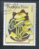 [Fungi, Вид CF]