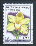 [Orchids, տեսակ PG]