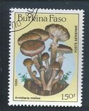 [Airmail - Fungi, տեսակ CK]