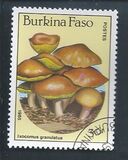 [Fungi, Вид CG]