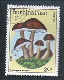 [Fungi, Вид CI]