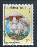 [Fungi, Вид CH]