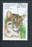 [Wild Cats, type TE]