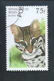 [Wild Cats, type TF]