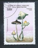 [Fungi, type UV]
