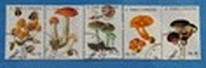 [Fungi, tyyppi AAZ]