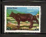 [Domestic Animals, type FN]