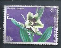 [Flowers, प्रकार HF]