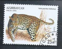 [Wild Cats, 유형 DG]