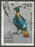 [Indian Birds, tip QH]