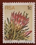 [Flora - Protea Plants, type PG]