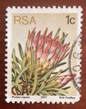 [Flora - Protea Plants, type PG]