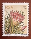[Flora - Protea Plants, type PG]