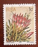 [Flora - Protea Plants, type PG]