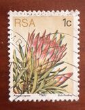 [Flora - Protea Plants, type PG]