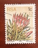 [Flora - Protea Plants, type PG]