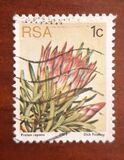[Flora - Protea Plants, type PG]