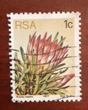 [Flora - Protea Plants, type PG]