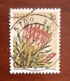 [Flora - Protea Plants, type PG]