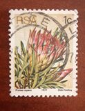 [Flora - Protea Plants, type PG]