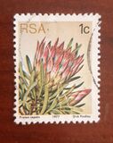 [Flora - Protea Plants, type PG]