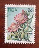 [Flora - Protea Plants, type PH]