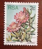 [Flora - Protea Plants, type PH]