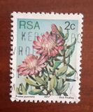 [Flora - Protea Plants, type PH]