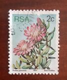 [Flora - Protea Plants, type PH]