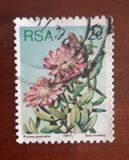 [Flora - Protea Plants, type PH]