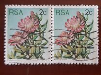 [Flora - Protea Plants, type PH]