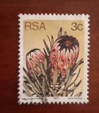 [Flora - Protea Plants, type PI]
