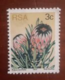 [Flora - Protea Plants, type PI]