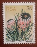 [Flora - Protea Plants, type PI]