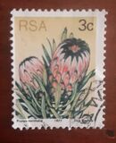 [Flora - Protea Plants, type PI]