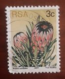 [Flora - Protea Plants, type PI]