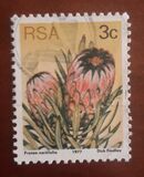 [Flora - Protea Plants, type PI]
