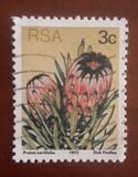 [Flora - Protea Plants, type PI]