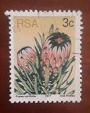 [Flora - Protea Plants, type PI]