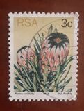 [Flora - Protea Plants, type PI]
