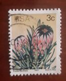 [Flora - Protea Plants, type PI]