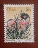 [Flora - Protea Plants, type PI]