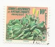 [Tropical Flora, 类型 G]