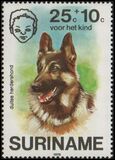 [Child Welfare - Pet Dogs, Tipi AHE]