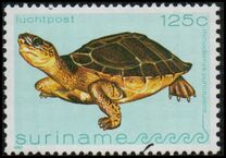 [Airmail - Turtles, Tipi AQC]